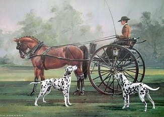 carriagedog2