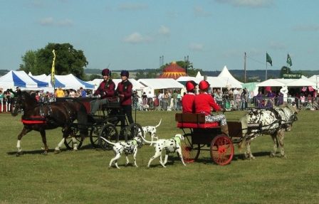 carriagedog3